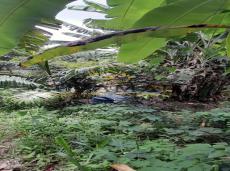 Chácara à venda no Golconda: 4544-4-122.jpg