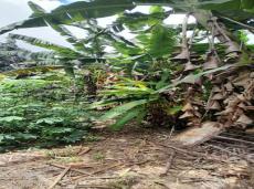 Chácara à venda no Golconda: 4544-7-122.jpg