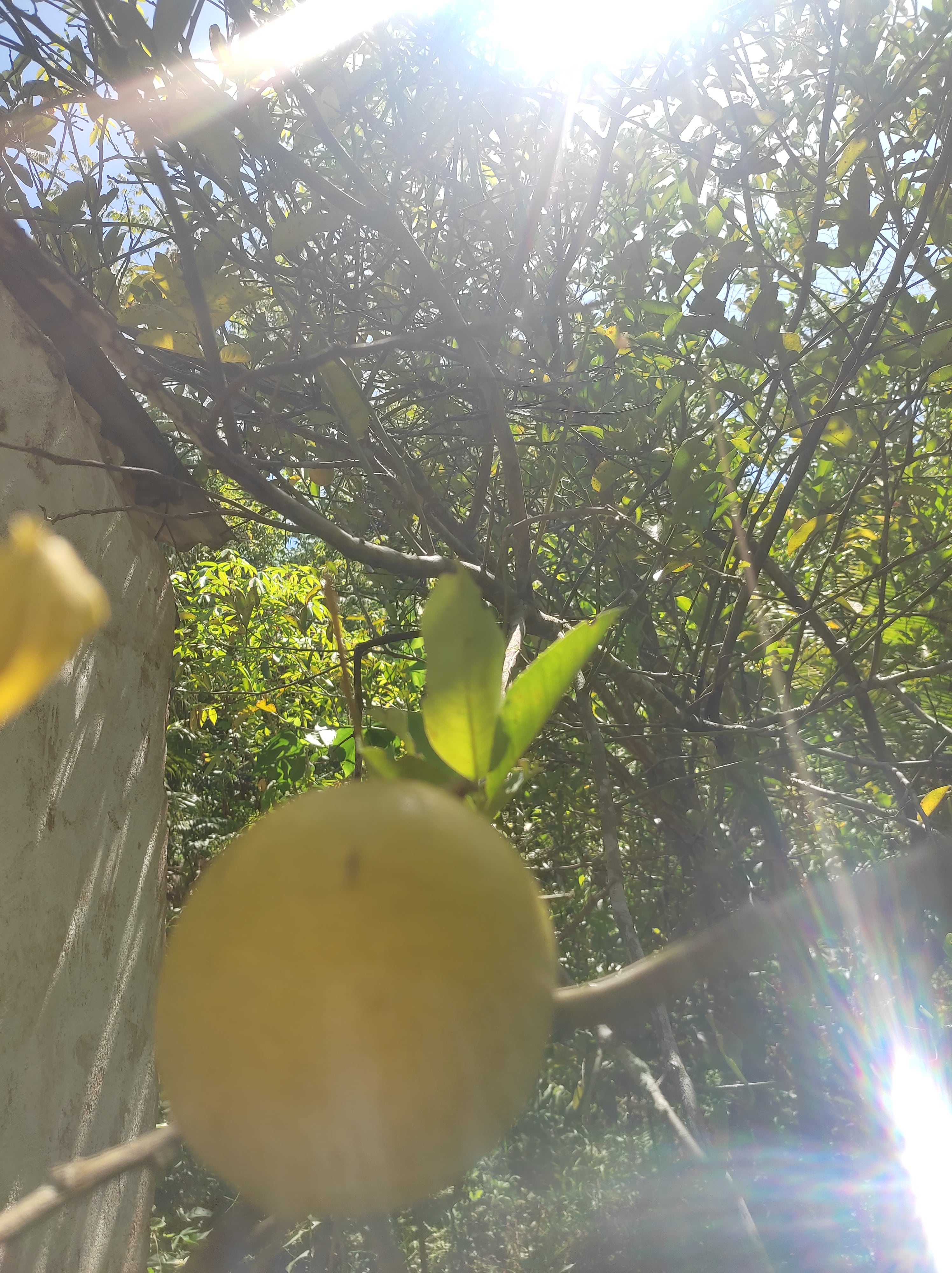 Chácara à venda no Golconda: IMG_20220422_103154 - Rodrigo santos Duarte-min.jpg