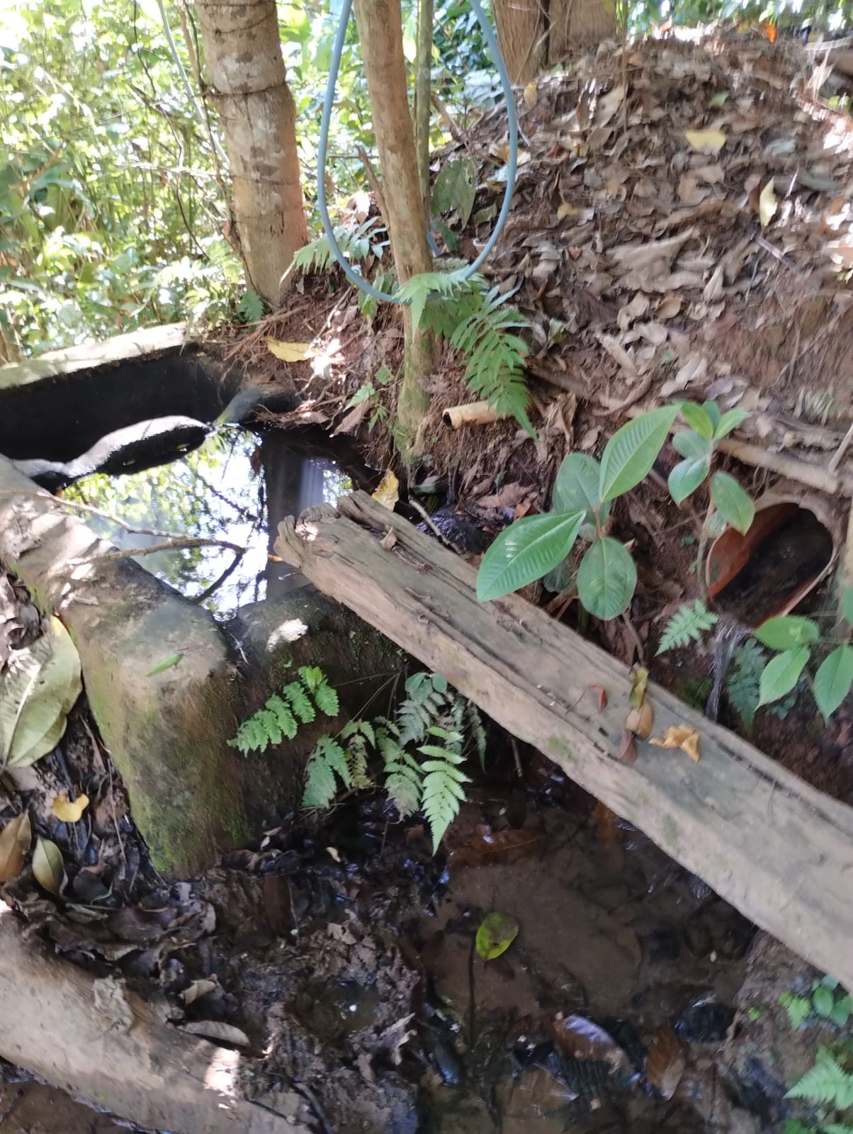 Chácara à venda no Corregos Dos Bernados: Imagem do WhatsApp de 2024-12-16 à(s) 11.12.37_a7327ac8.jpg