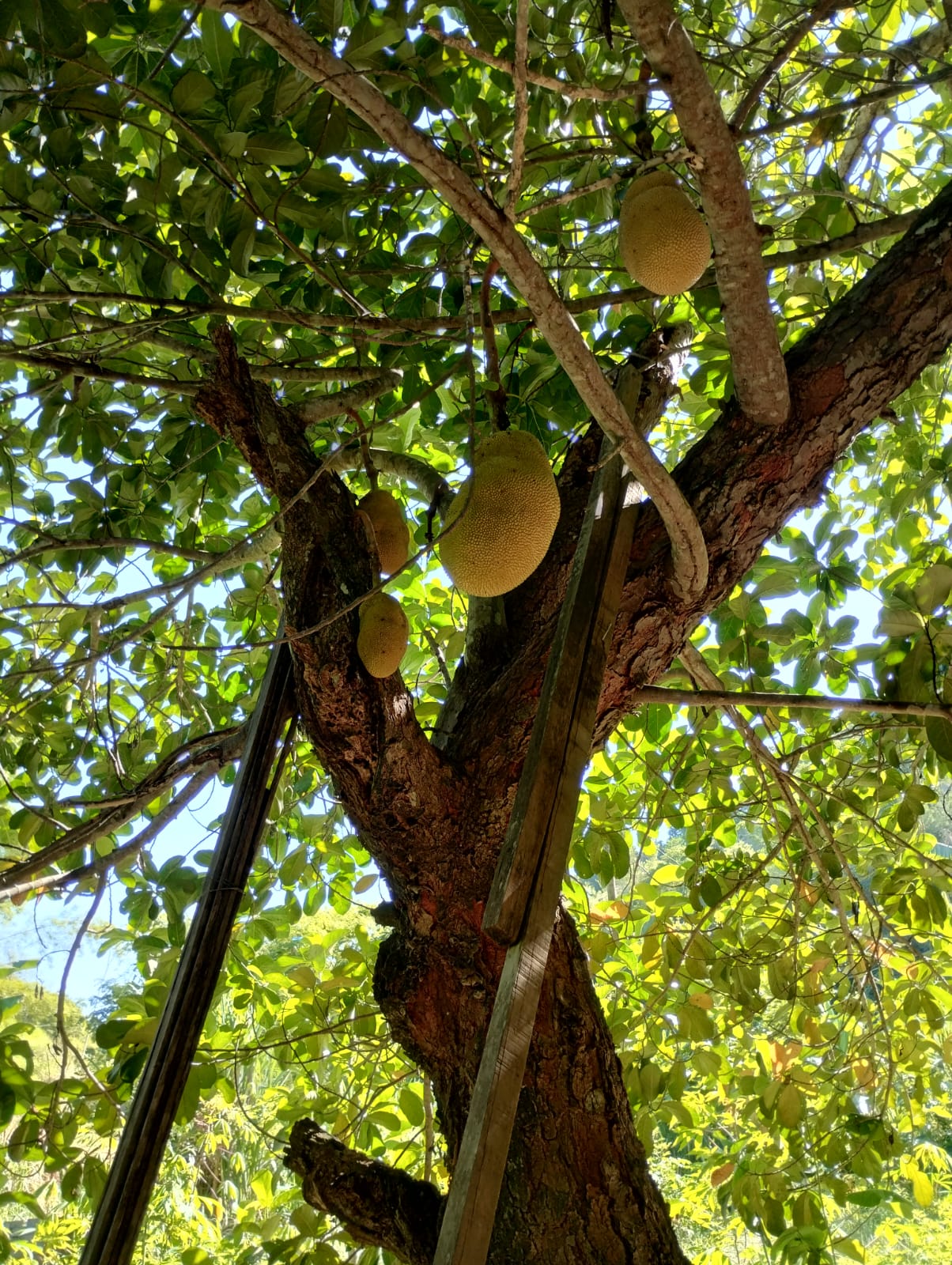 Chácara à venda no Corregos Dos Bernados: Imagem do WhatsApp de 2024-12-16 à(s) 11.12.38_9f38d099.jpg