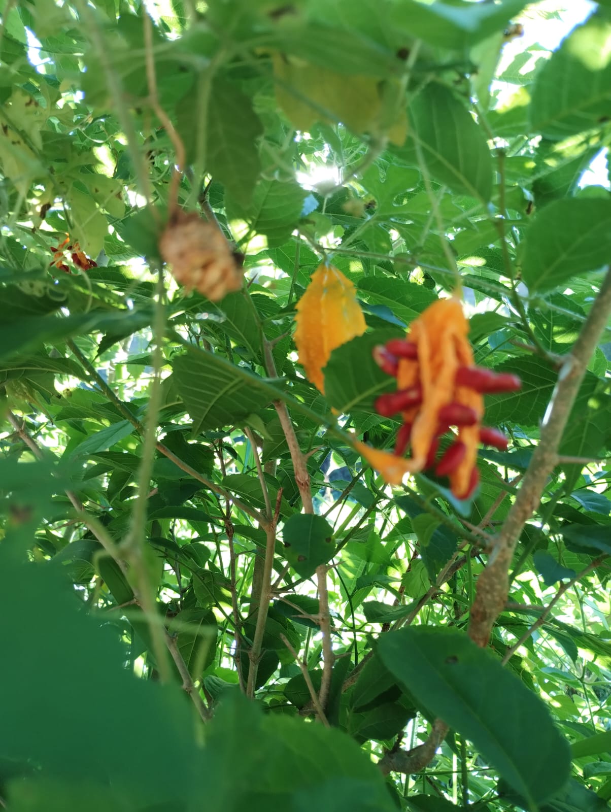 Chácara à venda no Corregos Dos Bernados: Imagem do WhatsApp de 2024-12-16 à(s) 11.12.39_7f5cf16d.jpg