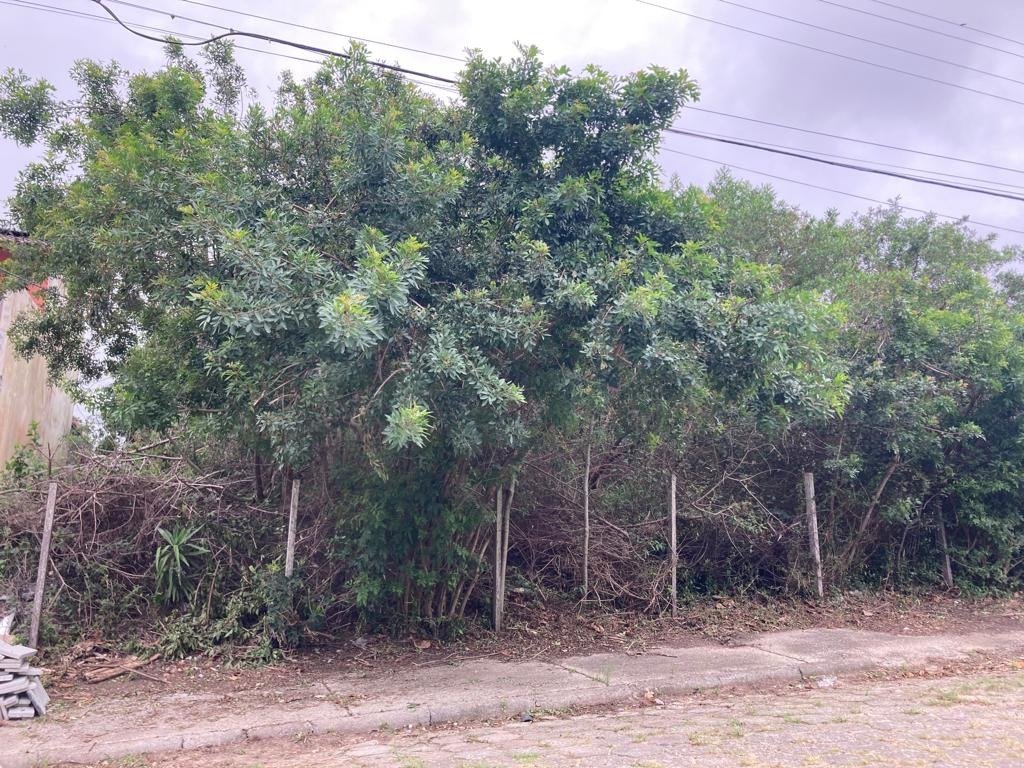 Terreno[ NumeroQuarto] Pântano do Sul Florianópolis : 