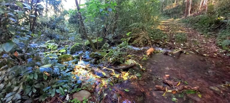 Área Rural à venda no Arroio Grande: 