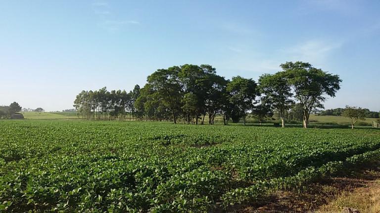 Terreno à venda no Camobi: 