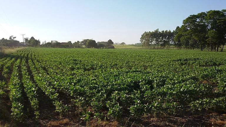 Terreno à venda no Camobi: 