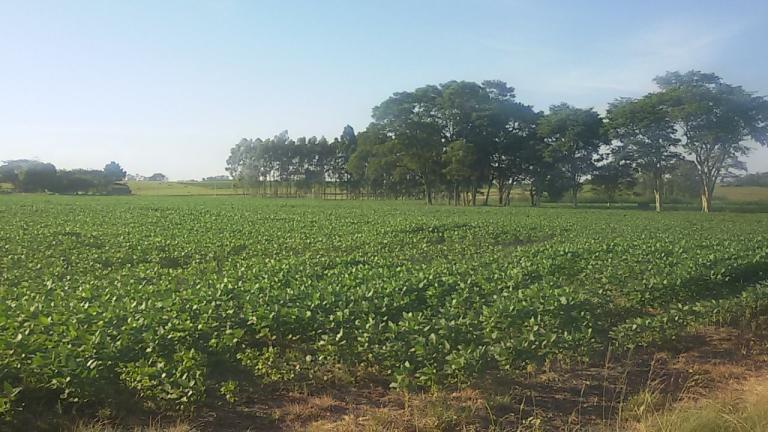 Terreno à venda no Camobi: 