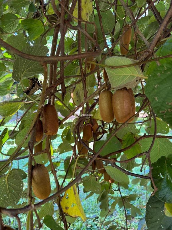 Casa à venda no Jardim Brasília: 