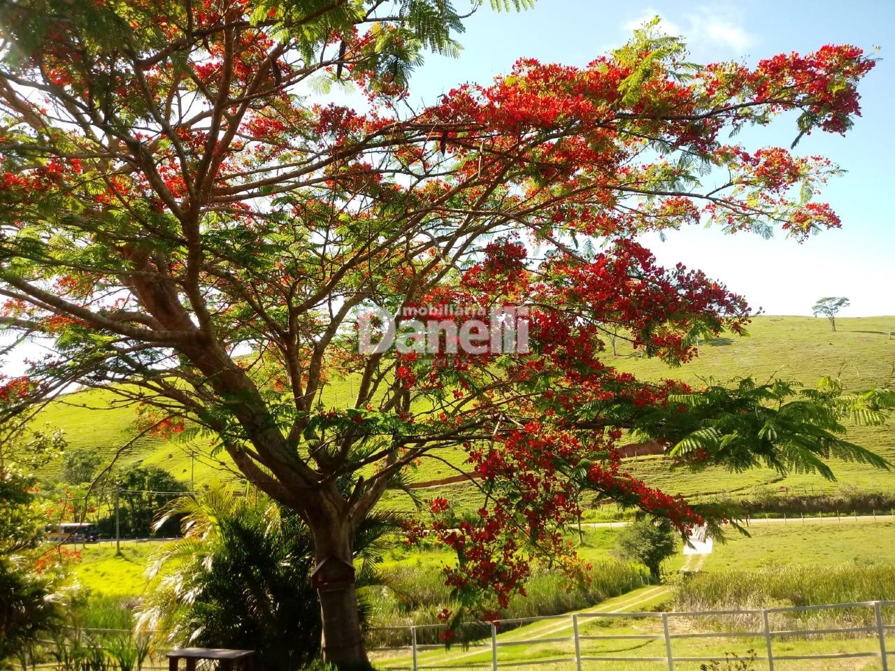 Sítio à venda no Turvo : 