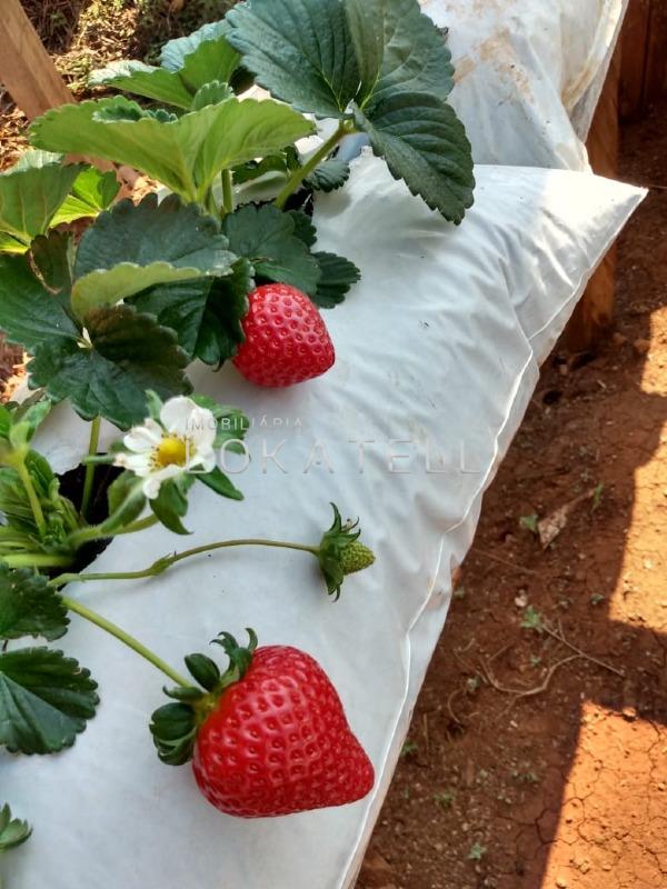 Imóveis Rurais à venda no CENTRO: