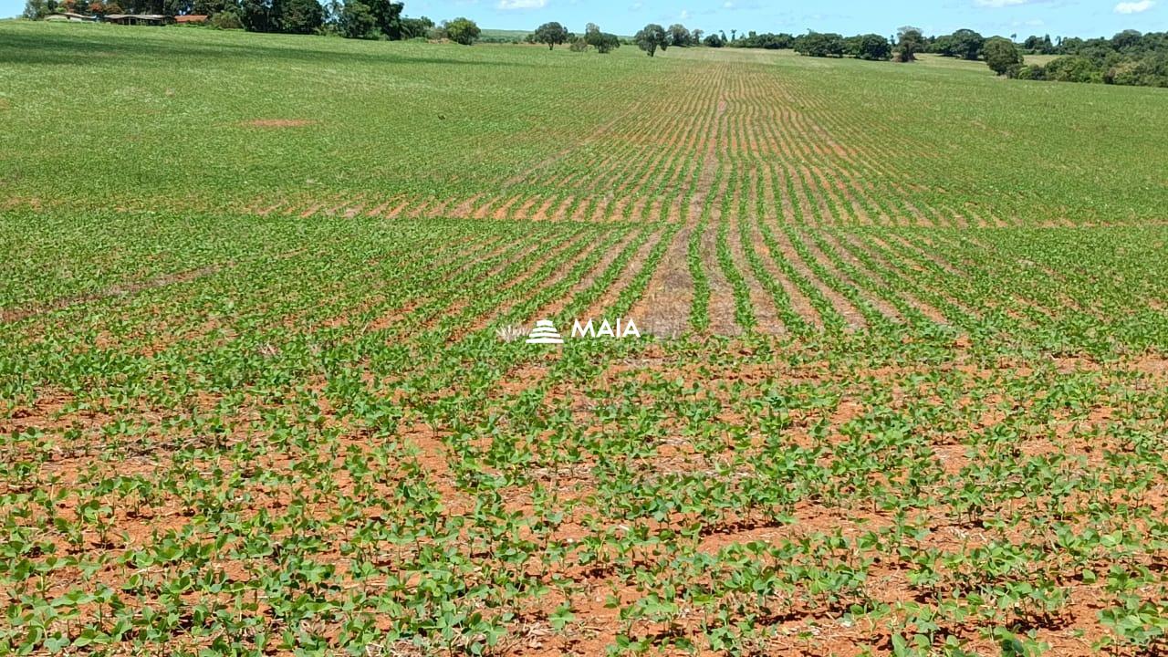 Rancho/ Chácara/ Rural à venda no Perdizes: 