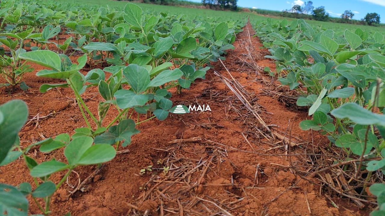 Rancho/ Chácara/ Rural à venda no Perdizes: 